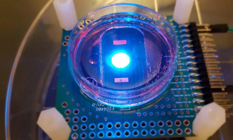 Cellular Sensing Chip in Action