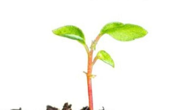 IEN Seed Grant