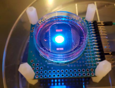 Cellular Sensing Chip in Action